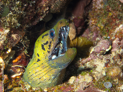 Fimbriated moray eel with open mouth, Raja Ampat, Indonesia