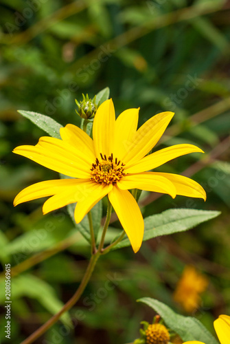 Bright Yellow Wildflower Blooming in Natural Green Garden