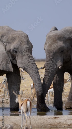 Two African elephants drink from a waterhole in Etosha National Park, Namibia.