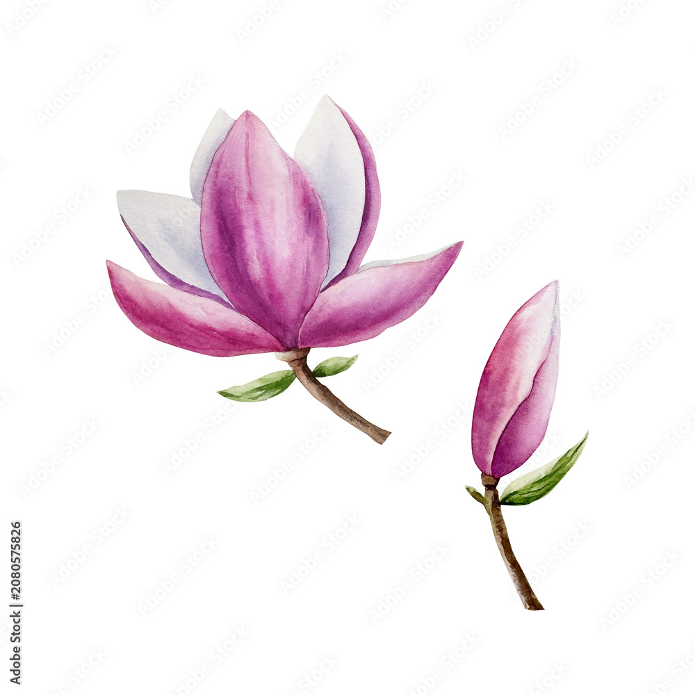 Fototapeta premium Magnolia pink flowers collection. Watercolor hand drawn spring lush blossom with green buds illustration isolated on background, transparent png. Botanical and wedding clip art. For greeting card