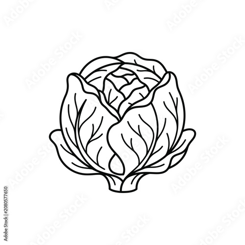 Detailed line art vector illustration of fresh round cabbage isolated on transparent background design.