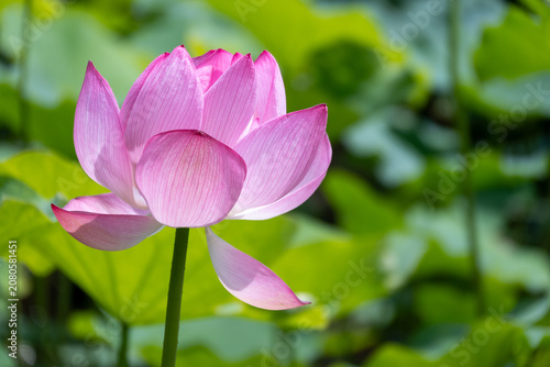 Foto ピンクの蓮の花の彩り