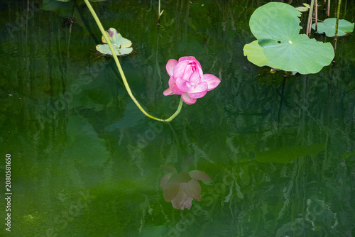 Принти на полотні ピンクの蓮の花の彩り
