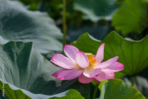 Fotografie ピンクの蓮の花の彩り