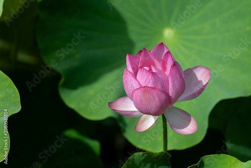 Konstfotografi ピンクの蓮の花の彩り