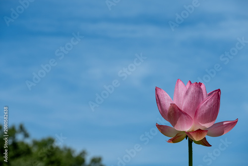 Canvas Print ピンクの蓮の花の彩り
