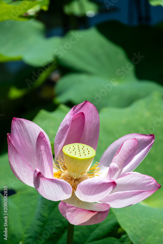 Obraz na plátně ピンクの蓮の花の彩り