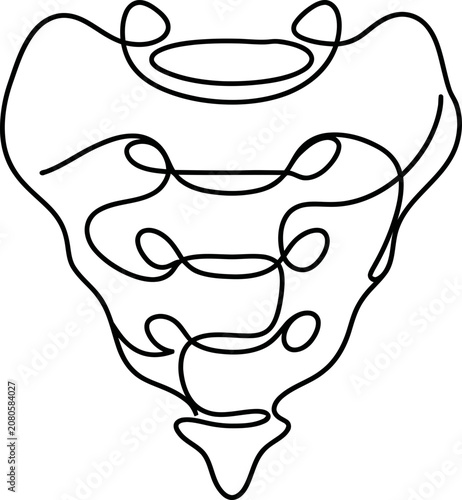 Cuadro en lienzo Continuous one line drawing of a human sacrum bone.