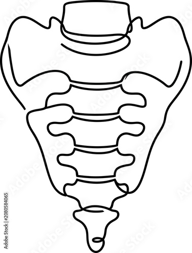 Photos Continuous line drawing of the human sacrum and coccyx bone.