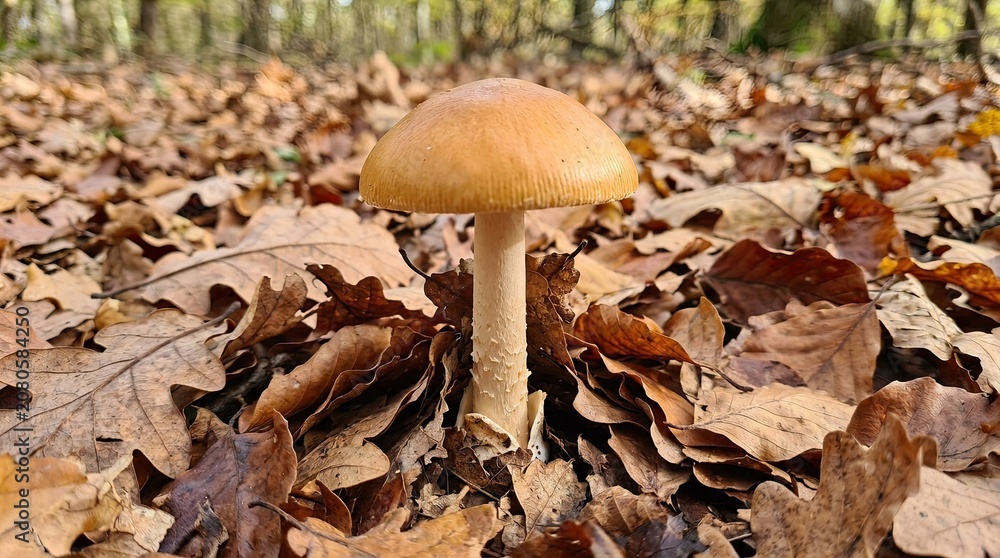 Fototapeta premium mushrooms in the forest