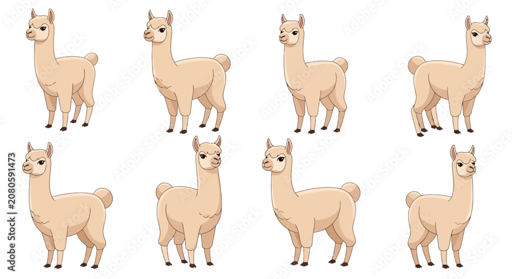 Fototapeta premium Group of Alpacas Standing.