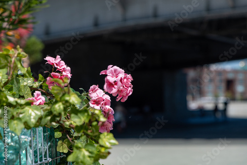 Pink geranium flowers blooming on a terrace with blurred city bridge background on a bright sunny day