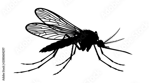 Bilde på lerret Mosquito Silhouette Against White Background Detailed Insect Vector