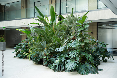 Tropical plants arranged in a modern office atrium with contemporary architecture and open interior landscaping. Green office and indoor garden for healthy workplace environments