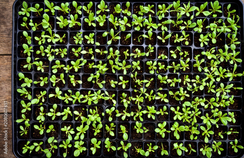 Top view of young green vegetable seedlings growing in a nursery tray