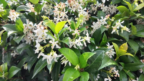 Cinematic Close-Up Of A Flowering Star Jasmine Bush In Full Bloom