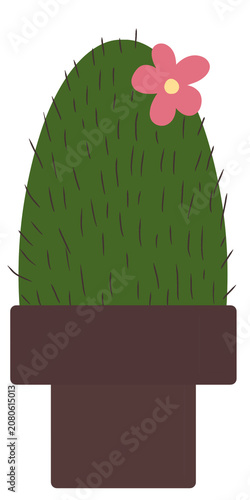 cactus in a pot