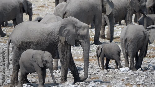 A herd of elephants gather around a waterhole, Etosha National Park, Namibia. 