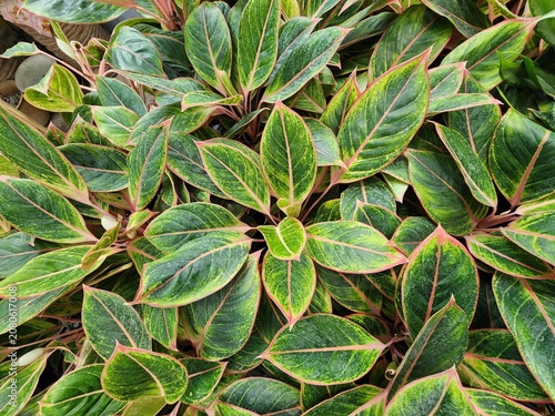 Aglaonema, or Aglaonema commutatum, has pinkish-red edges and veins that contrast with the green leaves. It is popularly grown as an auspicious plant and is believed to purify the air.