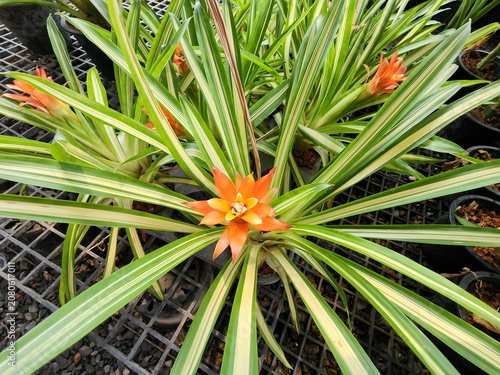 Guzmania is an ornamental plant, a type of variegated bromeliad with long stripes on its leaves. It produces beautiful, bright orange, star-shaped flower spikes.