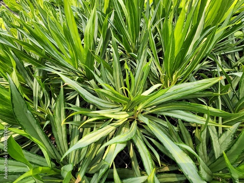 Aglaonema Setthirmai is a small, single-leaved shrub that grows in pots and is suitable for indoor decoration. It is considered an auspicious plant and an air-purifying plant.