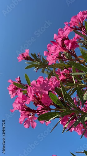 Bright pink flowers Nerium Oleander on blue sky, vertical video.