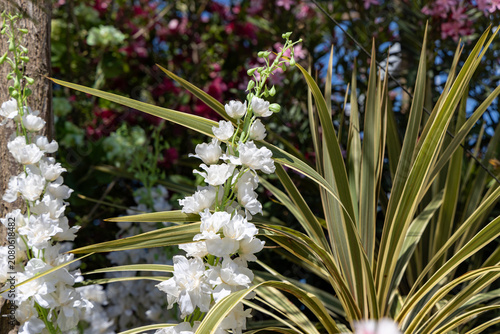 White delphinium flowers blooming in a summer garden with variegated pandanus leaves and pink oleander in the background