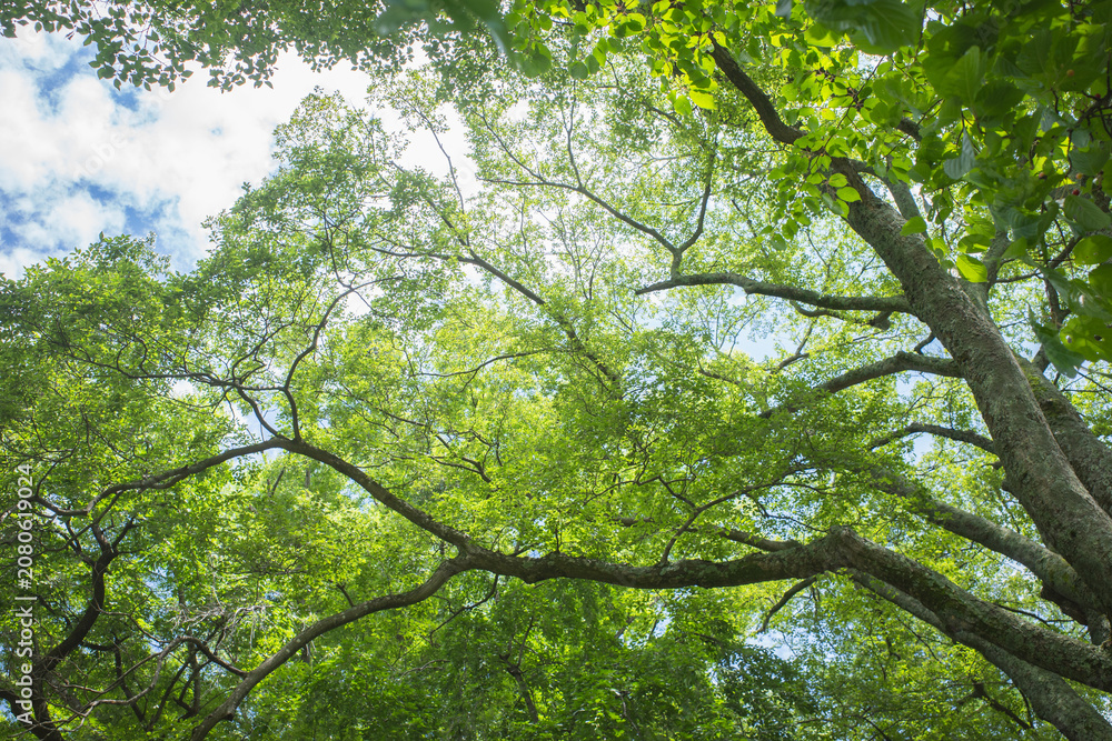 Fototapeta premium Looking up at beautiful green tree canopy and blue sky in a park on a sunny afternoon.
