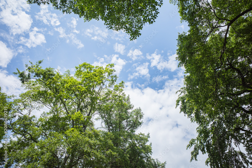 Fototapeta premium Green tree branches framing the bright blue sky with white clouds, copy space.