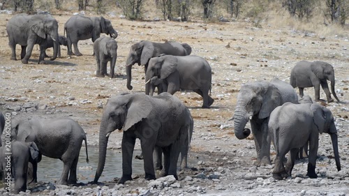 A herd of elephants gather around a waterhole, Etosha National Park, Namibia. 