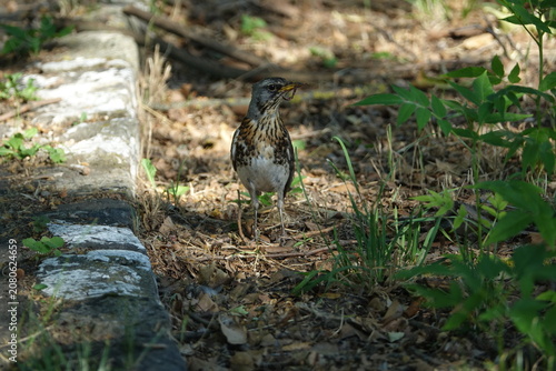 the fieldfare (Turdus pilaris) a beautiful member of the thrush family with food for its young