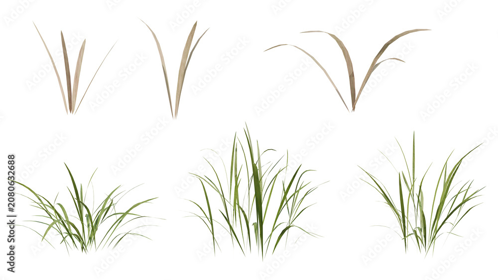 Obraz premium Detailed 3d render showcasing different types of grass plants with both green and dry leaves isolated on black for commercial and landscaping projects.