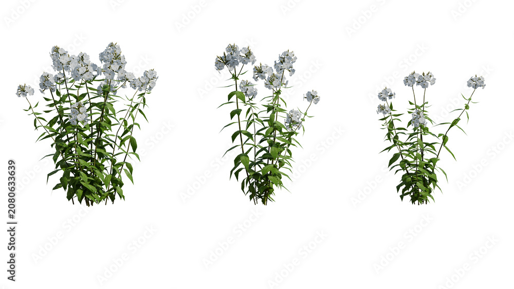 Fototapeta premium Detailed 3D render of white flower plants featuring green leaves against a black background, ideal for botanical and nature-related projects.