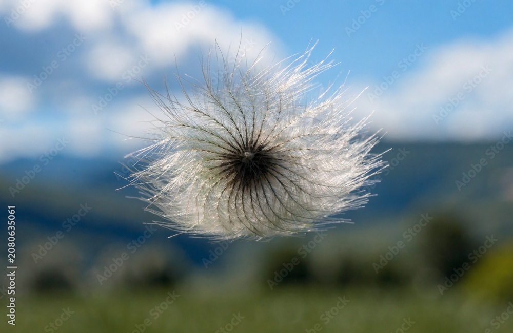 Obraz premium Single Fluffy Thistle Seed Floating in the Blue Sky