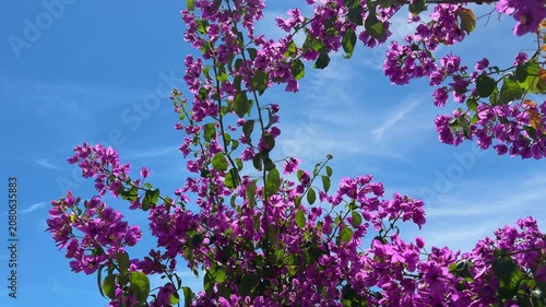 Bougainvillea pink flowers on blue sky.