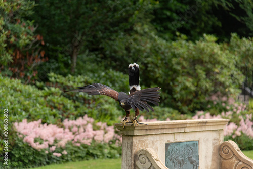 Swainson's Hawk taking off from Bench