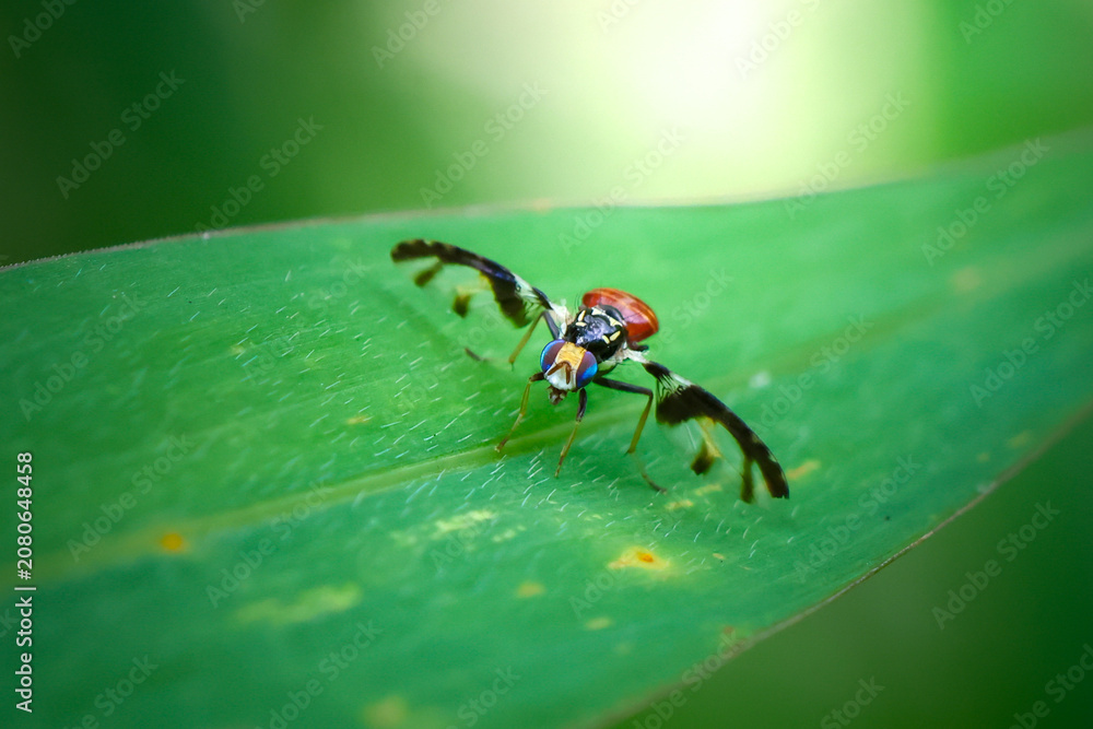 Fototapeta premium Colorful insect macro green leaf nature closeup wing tropical wildlife detail antennae vibrant outdoors summer garden environment small animal wild natural exotic pattern texture biology