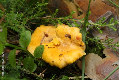 Foto A vibrant chanterelle mushroom thrives in the lush forest underbrush