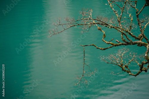Foto A bare tree branch with moss hangs over a still, teal-colored lake reflecting the sky