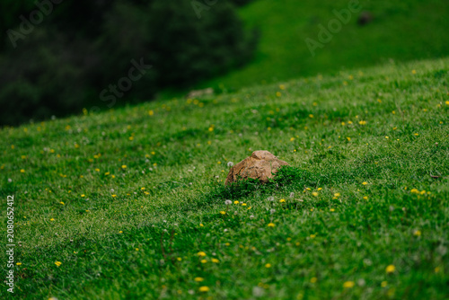 A solitary, weathered rock rests on a vibrant green hillside dotted with yellow wildflowers, framed by lush vegetation.