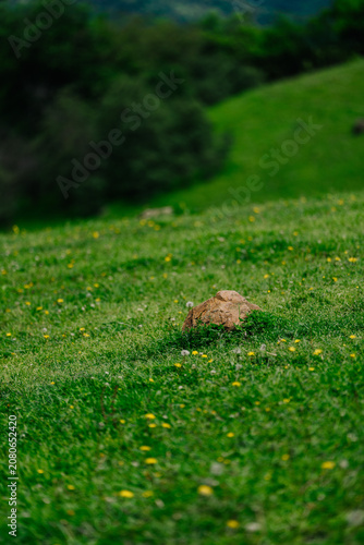 A vibrant green meadow filled with wildflowers and a large rock, framed by a dark, blurred foreground.