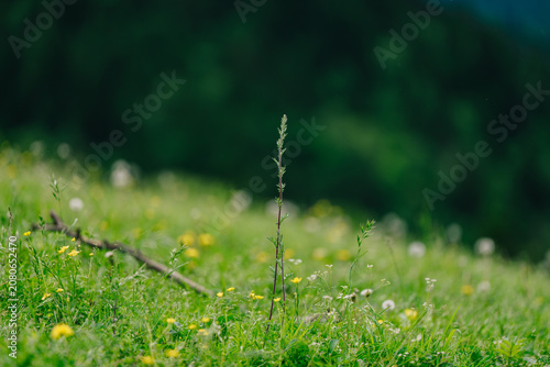 A single wildflower stands tall amidst a vibrant green meadow, with blurred hills and a darkening sky in the background.