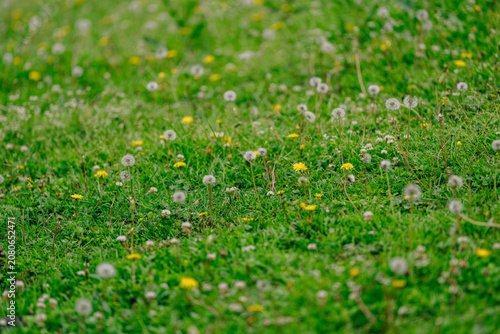 A vibrant green lawn speckled with dandelions and their fluffy seed heads, bathed in soft light.