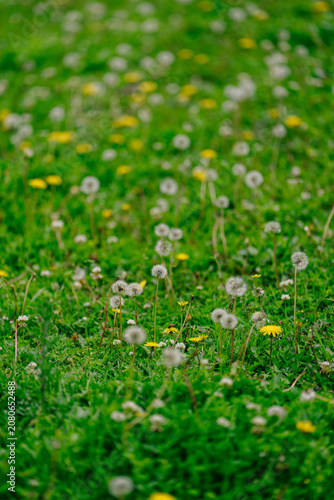 A vibrant green lawn densely covered with dandelions and their fluffy seed heads, creating a whimsical, springtime scene.