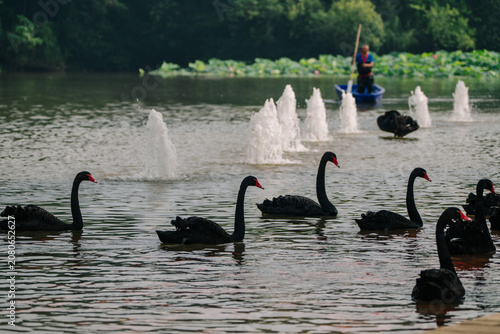 A serene lake scene with a lone rower and a group of black swans amidst lotus blossoms and water fountains.