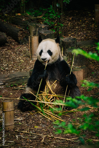 A giant panda sits amidst bamboo stalks, happily munching on the vegetation with a focused expression.