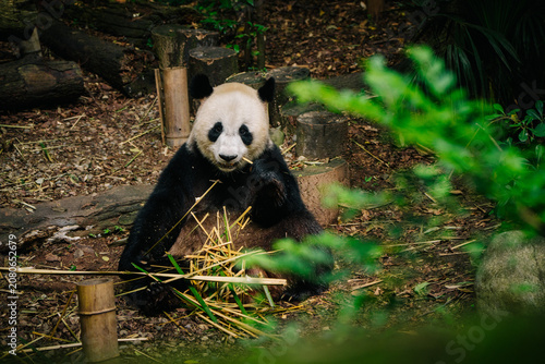 A black and white panda sits amidst bamboo and logs in a dark, natural setting, enjoying a meal.