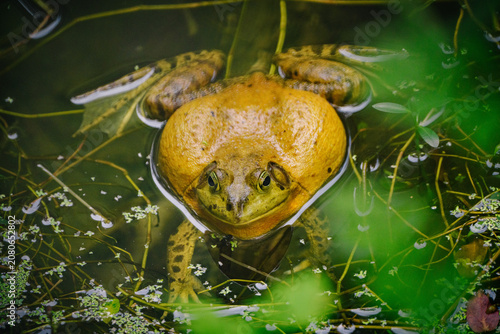 A vibrant bullfrog sits amidst green lily pads and water plants in a dark, shallow pond.