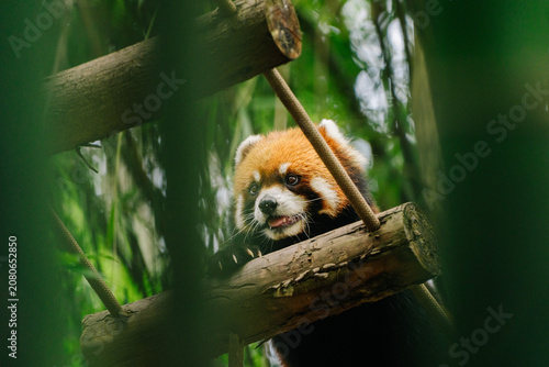A red panda clings to a wooden branch amidst lush green foliage, peering curiously with a slightly open mouth.