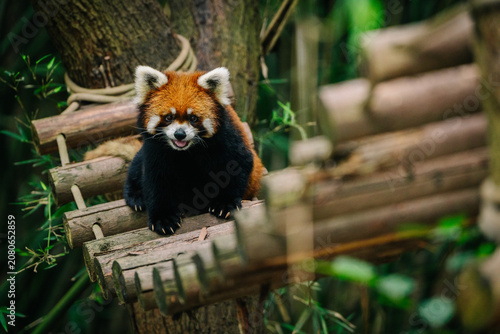 A red panda sits perched on a wooden platform amidst lush greenery, looking curiously at the camera.